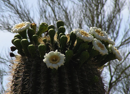 May 30 - Saguaro top in bloom.